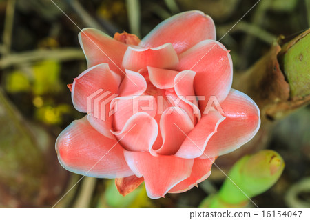 Etlingera Elatior or Red Torch Ginger 16154047