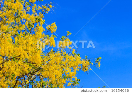 Cassia Fistula in clear blue sky 16154056