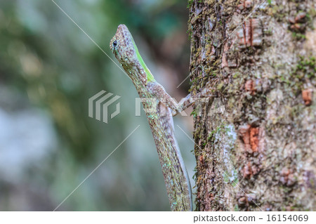 Common Gliding Lizard or Common Flying Drago 16154069