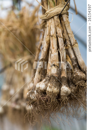 Harvested garlic 16154397