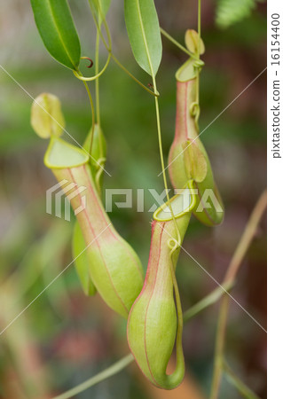 Ugubon Kuzura 16154400