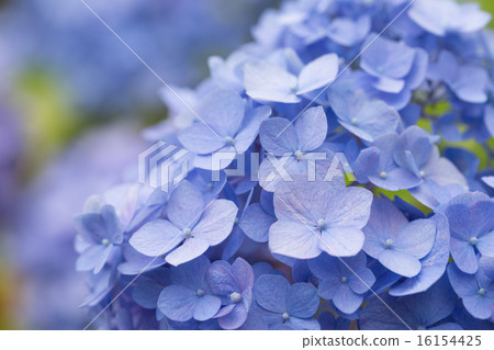 Hydrangea Hydrangea 16154425