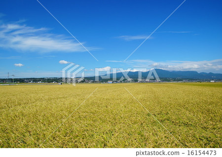 Isahaya, a fruitful fall Isahaya, a fruitful fall 16154473