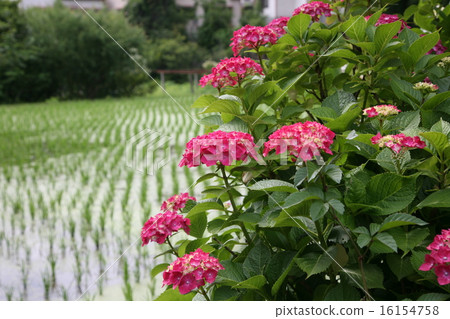 在晴朗的雨季的八仙花屬 16154758