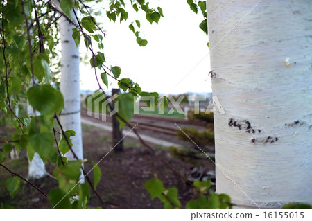 Birch of Furano Station Birch of Furano Station 16155015