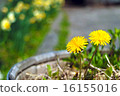 Dandelion in Noboribetsu early summer 16155016