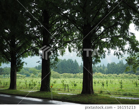 A silhouette similar to the Metasequoia after the rain and mountain ranges A silhouette similar to the Metasequoia after the rain and mountain ranges 16155213