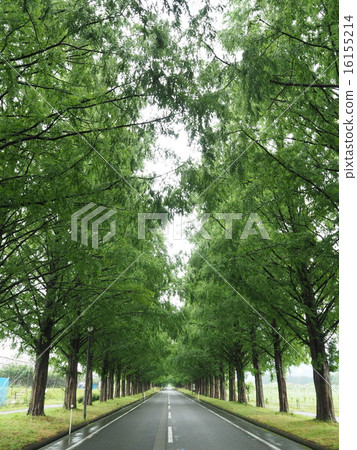 Rainy Metasequoia Namiki Rainy Metasequoia Namiki 16155214