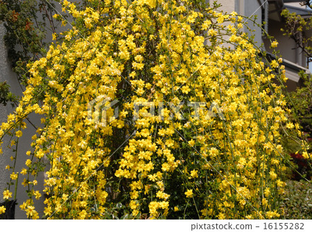 當Oubai開花時，花冠在Ouba Mododuki上變成了6到8朵黃色的花朵 16155282