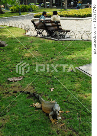 Ecuador Guayakill Seminario Park (Iguana Park) Ecuador Guayakill Seminario Park (Iguana Park) 16157740