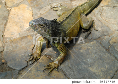 Ecuador Guayakill Seminario Park (Iguana Park) 16157746