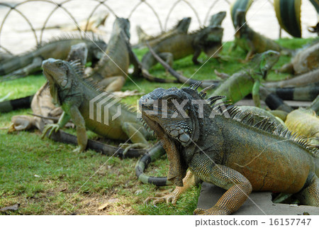 Ecuador Guayakill Seminario Park (Iguana Park) 16157747