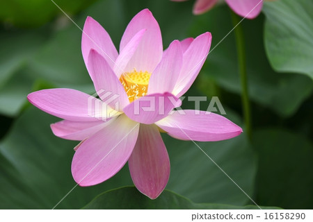 蓮花 16158290