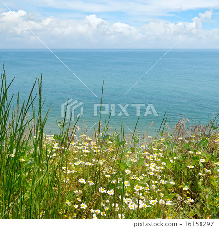 camomile on the sea shore camomile on the sea shore 16158297