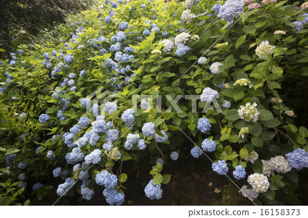 hydrangea hydrangea 16158373