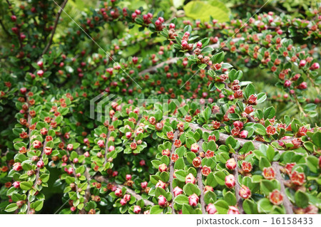 Benicitan flowers 16158433