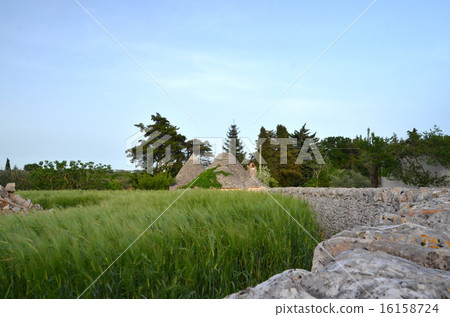 Trulli built in a wheat field surrounded by Ishigaki of World Heritage Alberobello 16158724