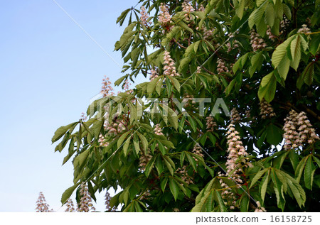 A horse chestnut native to Italy, Marronnier in French 16158725