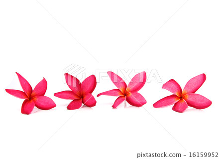 Red frangipani colors. Red frangipani colors. 16159952