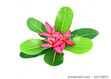 Red frangipani colors. Red frangipani colors. 16159953