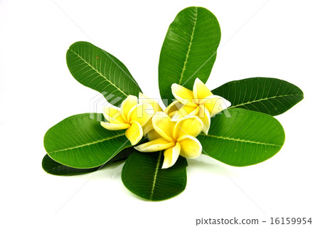 Yellow frangipani colors. Yellow frangipani colors. 16159954