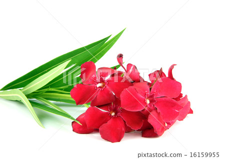 Bouquet of red flowers. Bouquet of red flowers. 16159955