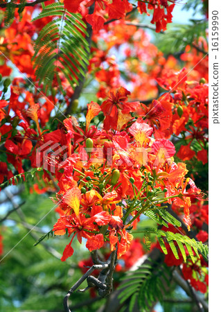 Peacock flowers blossoming. Peacock flowers blossoming. 16159990