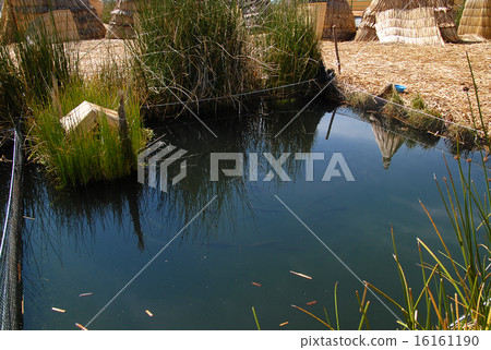 Peru Puno Uros Island trout 16161190