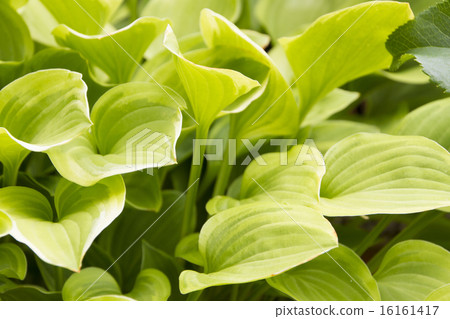Hosta · Golden Tiara 16161417