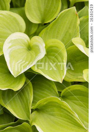 Hosta · Golden Tiara Hosta · Golden Tiara 16161419