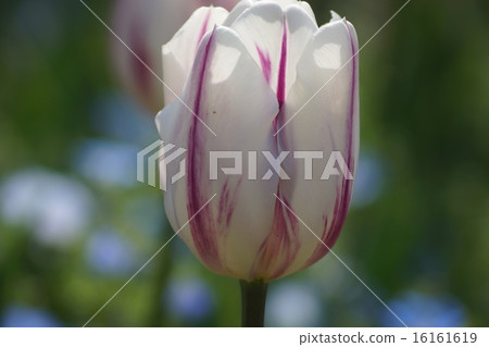 Tulip Fleming flag 16161619