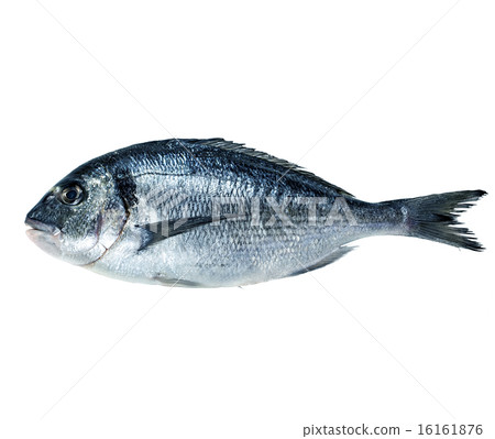 Dorado fish isolated on white background. 16161876