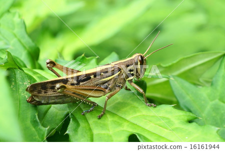 Locust Locust 16161944