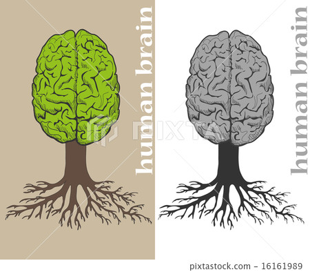 tree formed in cortex of the human brain 16161989