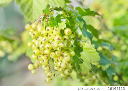 plant in garden plant in garden 16162113