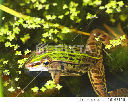 Tonosawa frog 16162156