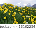 Daffodil and snow mountains 16162236