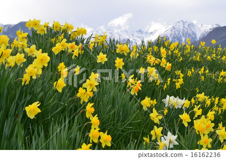 Daffodil and snow mountains 16162236