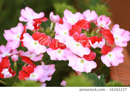 Verbena Verbena 16162237