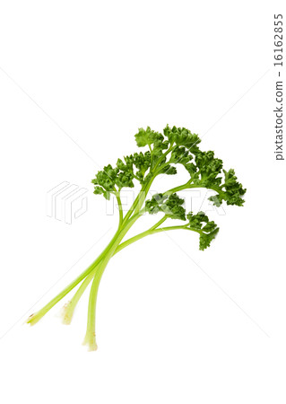 parsley on the white background parsley on the white background 16162855