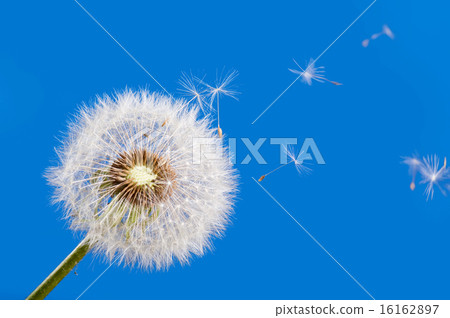dandelion with flying seeds dandelion with flying seeds 16162897