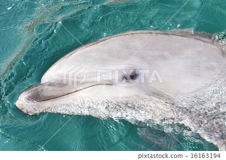 Dolphins looking out of the sea Dolphins looking out of the sea 16163194