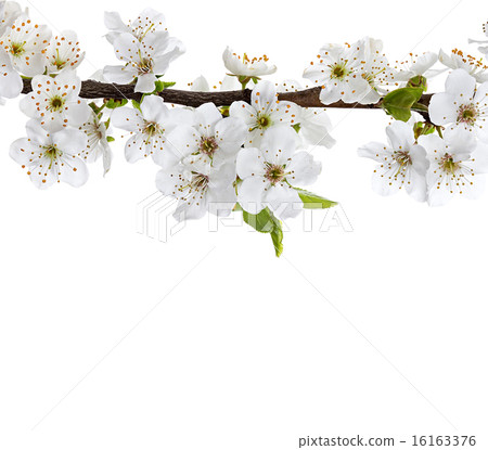apple flowers branch isolated on a white 16163376