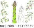 Asparagus  16163639