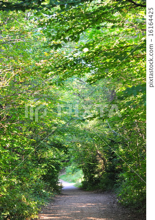 Anne of A Greene Lovers' path 16164425