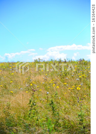 愛德華王子島的風景 16164428