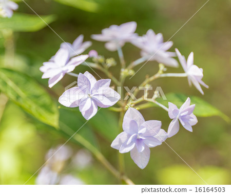 Citidanka(繡球花)在神戶市森林植物園 Citidanka(繡球花)在神戶市森林植物園 16164503