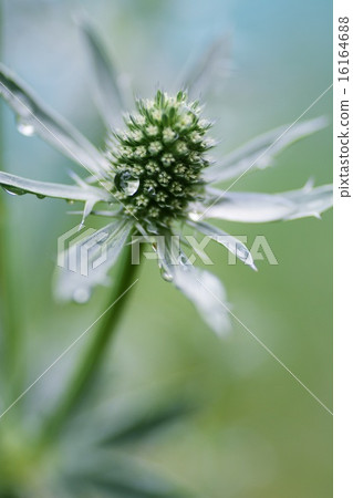 Up of Erindium Planan Up of Erindium Planan 16164688