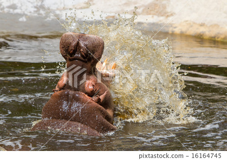 Hippo (Hippopotamus amphibius) 16164745