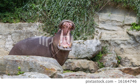 Hippopotamus with opened mouth 16164746